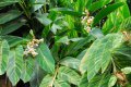 ALPINIA zerumbet varigata. zyziberaceae. 1-2m
